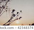 Grass flowers and sunset 42348374