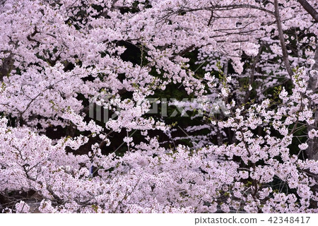 Background material Sakura 42348417