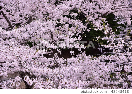 Background material Sakura 42348418