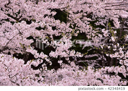 Background material Sakura 42348419
