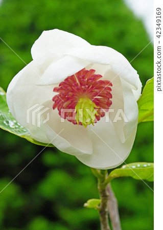 A beautiful ooyama age which is also called a lady of the forest A beautiful ooyama age which is also called a lady of the forest 42349169