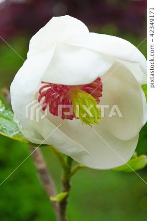 A beautiful ooyama age which is also called a lady of the forest A beautiful ooyama age which is also called a lady of the forest 42349171