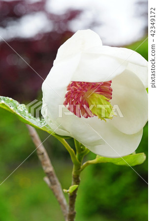 A beautiful ooyama age which is also called a lady of the forest 42349172