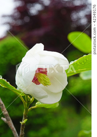 一個美麗的ooyama時代，也被稱為森林女士 42349176