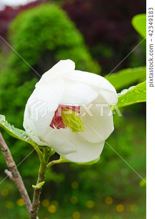 一個美麗的ooyama時代，也被稱為森林女士 42349183