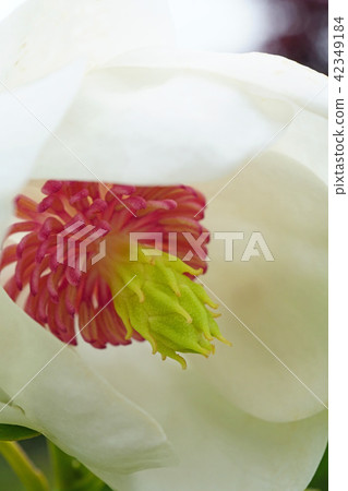 一個美麗的ooyama時代，也被稱為森林女士 42349184