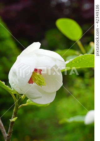 A beautiful ooyama age which is also called a lady of the forest 42349186