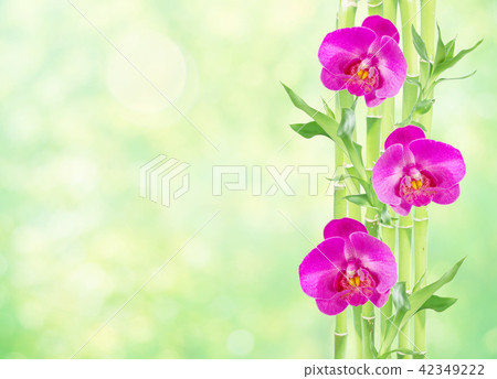 Lucky Bamboo and three orchid flowers on white 42349222