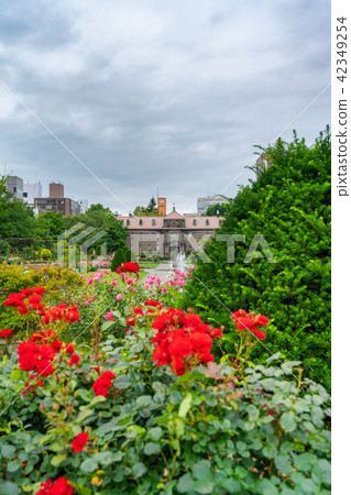 Hokkaido Sapporo Boulevard Park in early summer Rose garden Hokkaido Sapporo Boulevard Park in early summer Rose garden 42349254