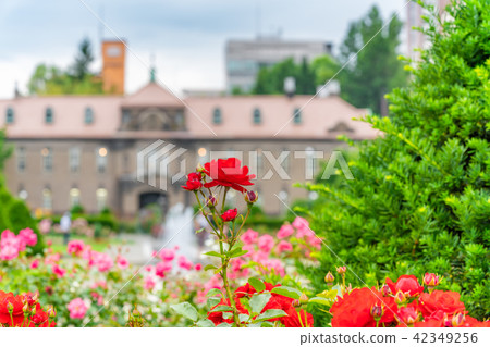 Hokkaido Sapporo Boulevard Park in early summer Rose garden 42349256