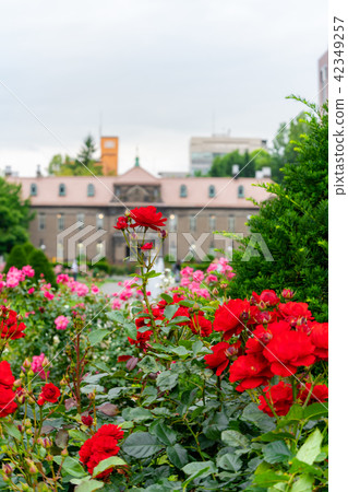 Hokkaido Sapporo Boulevard Park in early summer Rose garden 42349257