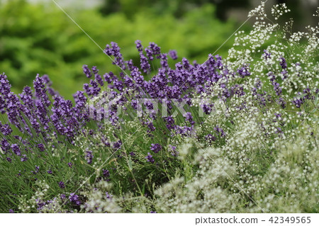 Lavender and grazing grass 42349565