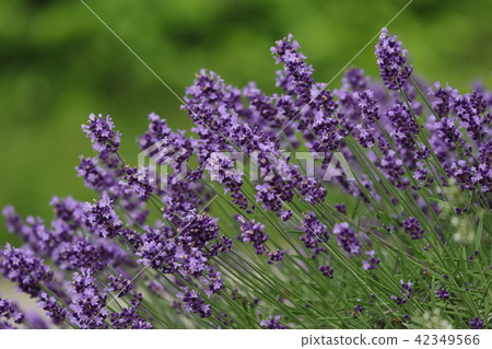 lavender 42349566