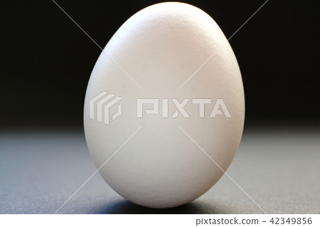 Egg egg Egg egg 42349856