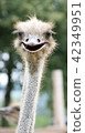 African ostrich funny face 42349951