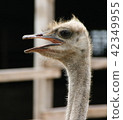 African ostrich funny face 42349955