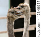 African ostrich funny face 42349957