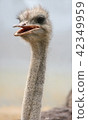 African ostrich funny face 42349959