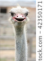 African ostrich funny face 42350171