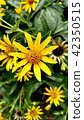 Yellow flowers background 42350515
