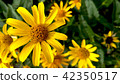 Yellow flowers background 42350517