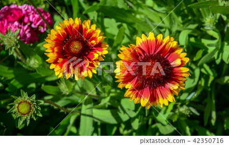 Daisy flowers blooming in garden 42350716