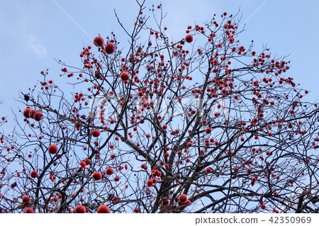 Persimmon tree with fruits at autumn Persimmon tree with fruits at autumn 42350969
