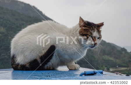 A cat sitting at mountain village A cat sitting at mountain village 42351002