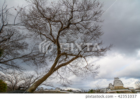 Dried trees under sky at winter 42351037