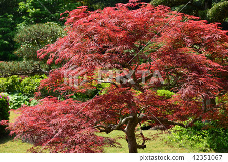 城市景觀日本花園 城市景觀日本花園 42351067