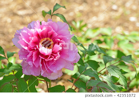 A landscape with a townscape peony A landscape with a townscape peony 42351072