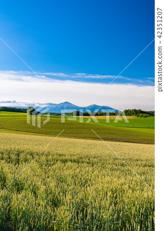 “北海道”美瑛·鄉村景觀拼湊路徑 42351207