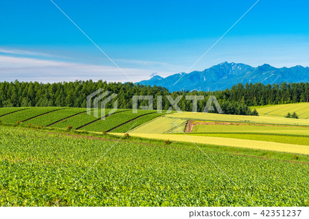 “北海道”美瑛·鄉村景觀拼湊路徑 “北海道”美瑛·鄉村景觀拼湊路徑 42351237