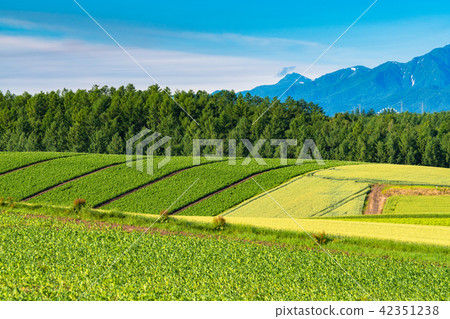 "Hokkaido" Biei · rural landscape Patchwork path 42351238