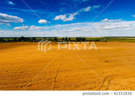 Blue sky over golden wheat field landscape Blue sky over golden wheat field landscape 42351838