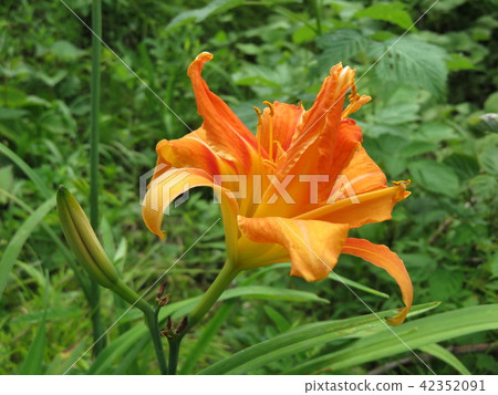 Nokanzu's flower 42352091