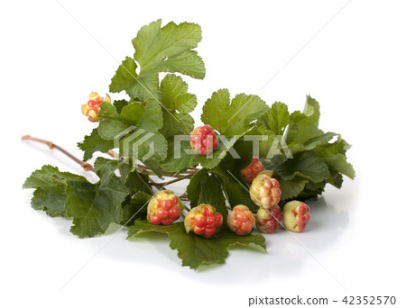 Berries cloudberries on a white background 42352570
