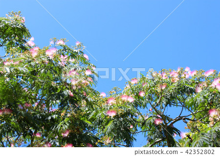 晴朗的天空和祝福的花朵 42352802