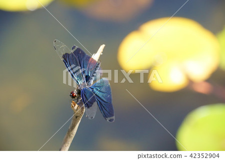 在池塘1的一隻蝴蝶 在池塘1的一隻蝴蝶 42352904