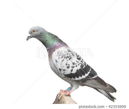 speed racing pigeon bird speed racing pigeon bird 42353009