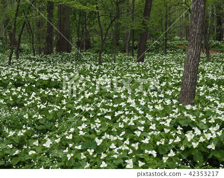 Rokka no Mori 42353217