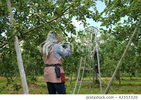 A woman who picks fruits of an apple A woman who picks fruits of an apple 42353320