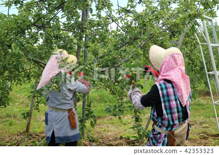 A woman who picks fruits of an apple A woman who picks fruits of an apple 42353323