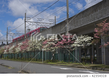 沿鐵路高架樹木水樹的花 沿鐵路高架樹木水樹的花 42354319