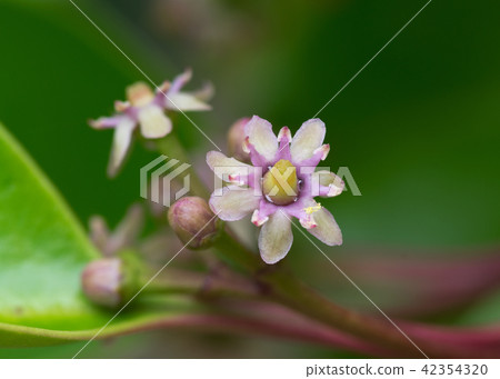 雌花(上) 雌花(上) 42354320