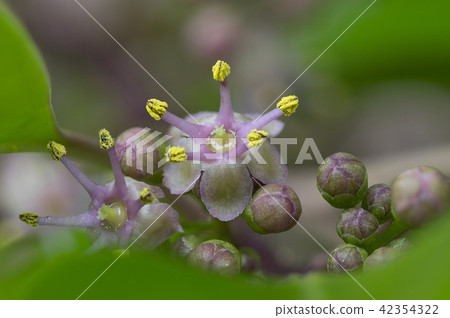 Male flowers (up) 42354322