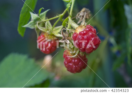 Raspberry fruit Raspberry fruit 42354323