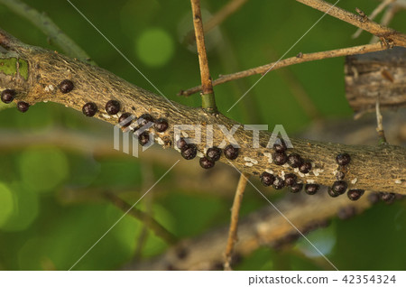 Tama bean paste attached to a plum tree 42354324