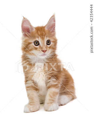 Maine Coon kitten 42354444