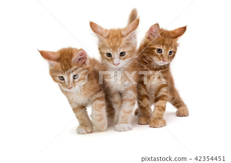 Three Maine Coon kittens Three Maine Coon kittens 42354451